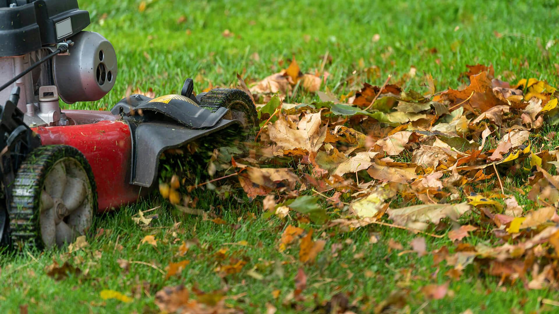 Tauranga Lawn Mowing