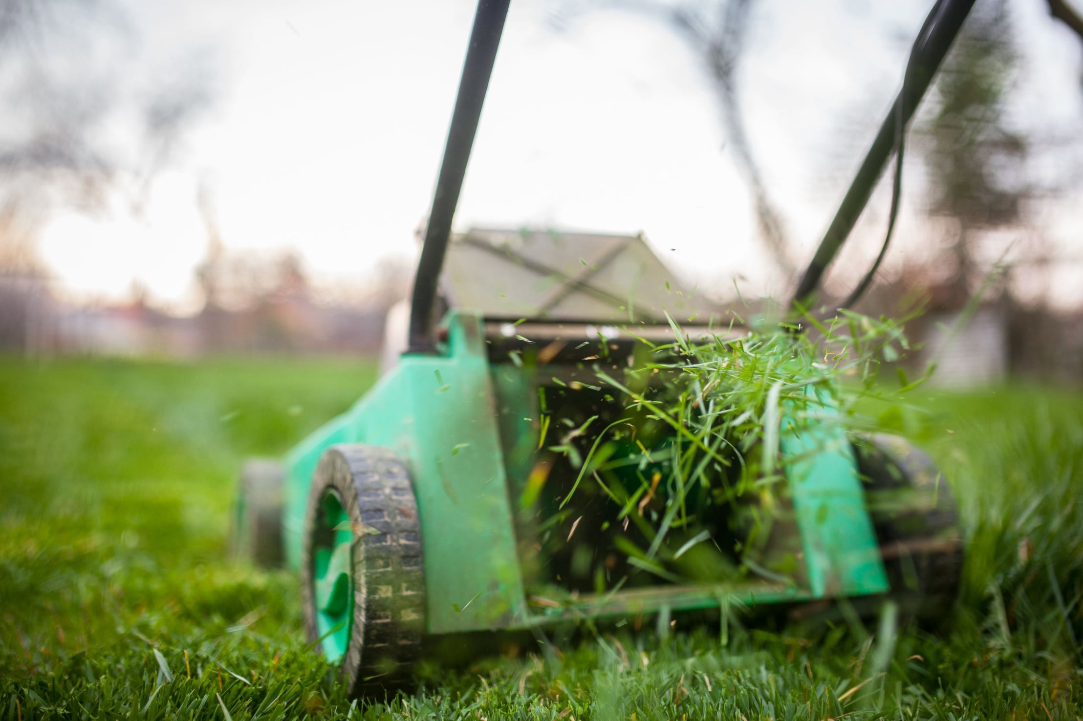 Mulching Cut Tauranga