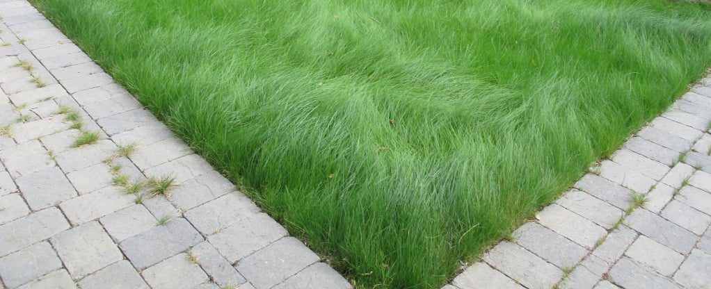 Tauranga Lawn 